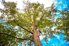 Best Tree Disease Treatment  in Weatherford, OK