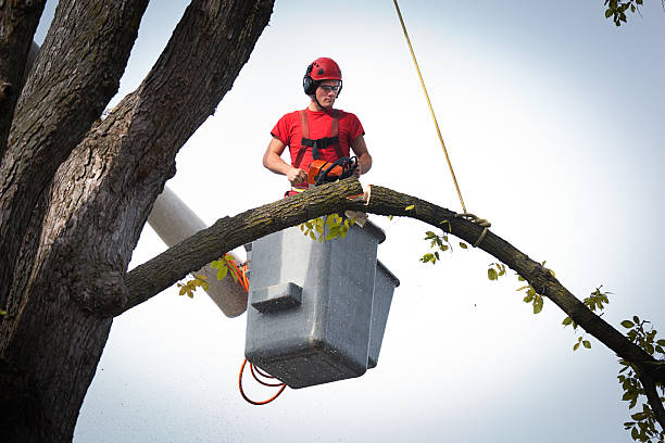 Best Palm Tree Trimming  in Weatherford, OK