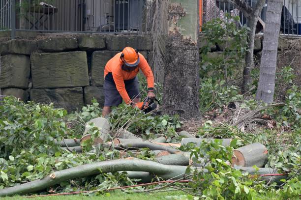 Best Hazardous Tree Removal  in Weatherford, OK